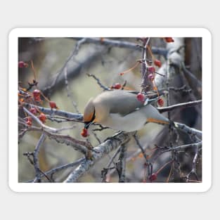 Bohemian Waxwing. Sticker